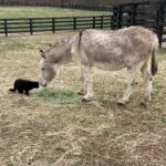 Reba McEntire Instagram – Even though we’re different, we can be friends. 
Even if we don’t become friends, we can still be kind.
#bekind #friends #farmlife