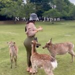 Rebecca Chen Instagram - Bambi 🤍What a magical place 🍃 have you heard of deers that bow to you? 🫢 and Some of them were also being cheeky 😳🫣🦌 #japan #narapark #naradeer #traveldestination