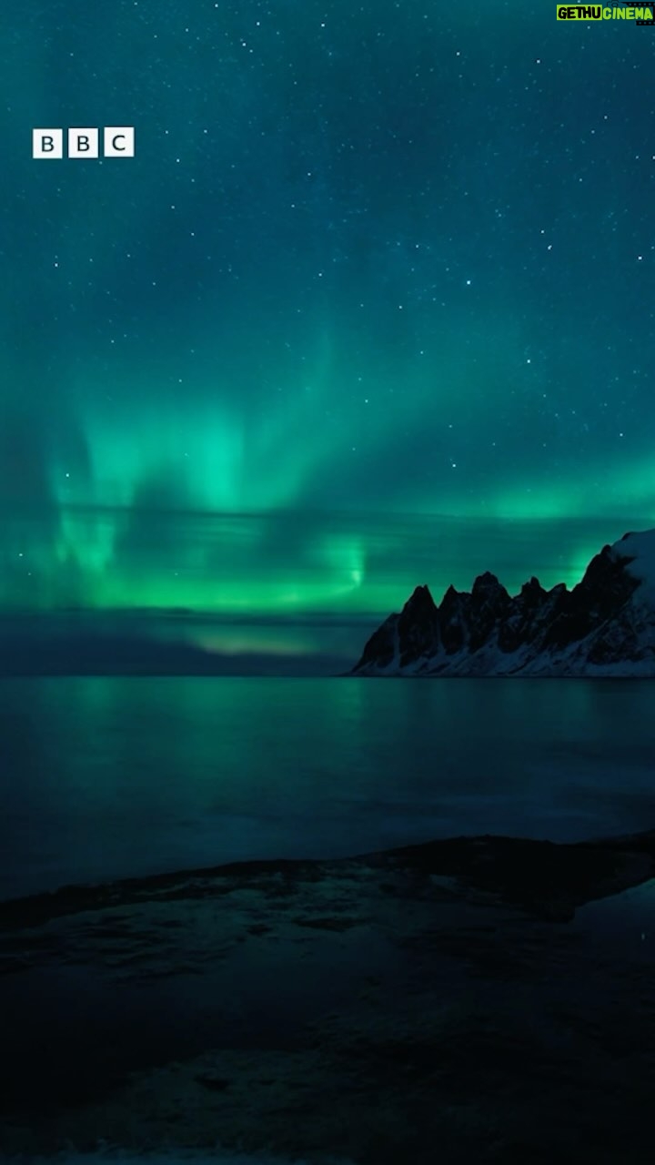 Rebecca Ferguson Instagram - The trailer for Wild Scandinavia is here. ❄️ Produced by BBC Studios Natural History Unit and narrated by Rebecca Ferguson, the three part series will air Sunday 31st December on BBC Two and BBC iPlayer. Featuring breath-taking footage of the dramatic landscapes & unique culture of the furthest northern reaches of Europe, get ready witness to wildlife and humans living in these extraordinary conditions. #WildScandinavia #MadeByBBCStudios #NHU #RebeccaFerguson @bbciplayer