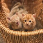 Rebecca Victoria Hardy Instagram - My dad found some kitties OH MY GOD #kittens