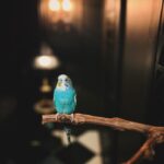 Rebecca Victoria Hardy Instagram - Life of a Gothic Birdie 🖤🦇🕸️🦜 #gothicbaby #budgie #parakeet