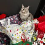 Renee Paquette Instagram - Phew! Christmas was so great!! And now I will indulge in doing nothing at all but navigating between my couch and kitchen amidst the toys, wrapping paper, and Christmas chaos. Hope you guys all had a great holiday with your families! Xo 🌟