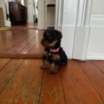 Renee Paquette Instagram - March cam roll 📸 (and no that’s not our dog, but omggggggggg she’s so teenie!!!!)