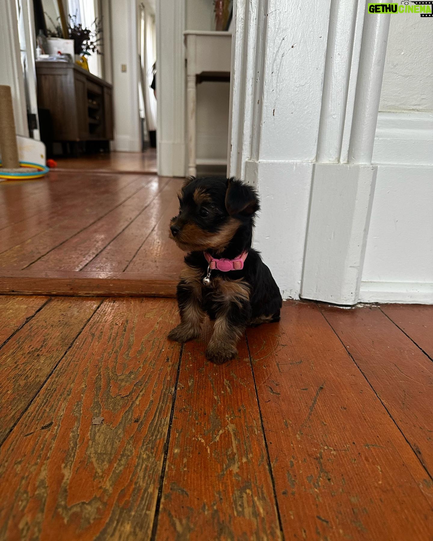 Renee Paquette Instagram - March cam roll 📸 (and no that’s not our dog, but omggggggggg she’s so teenie!!!!)