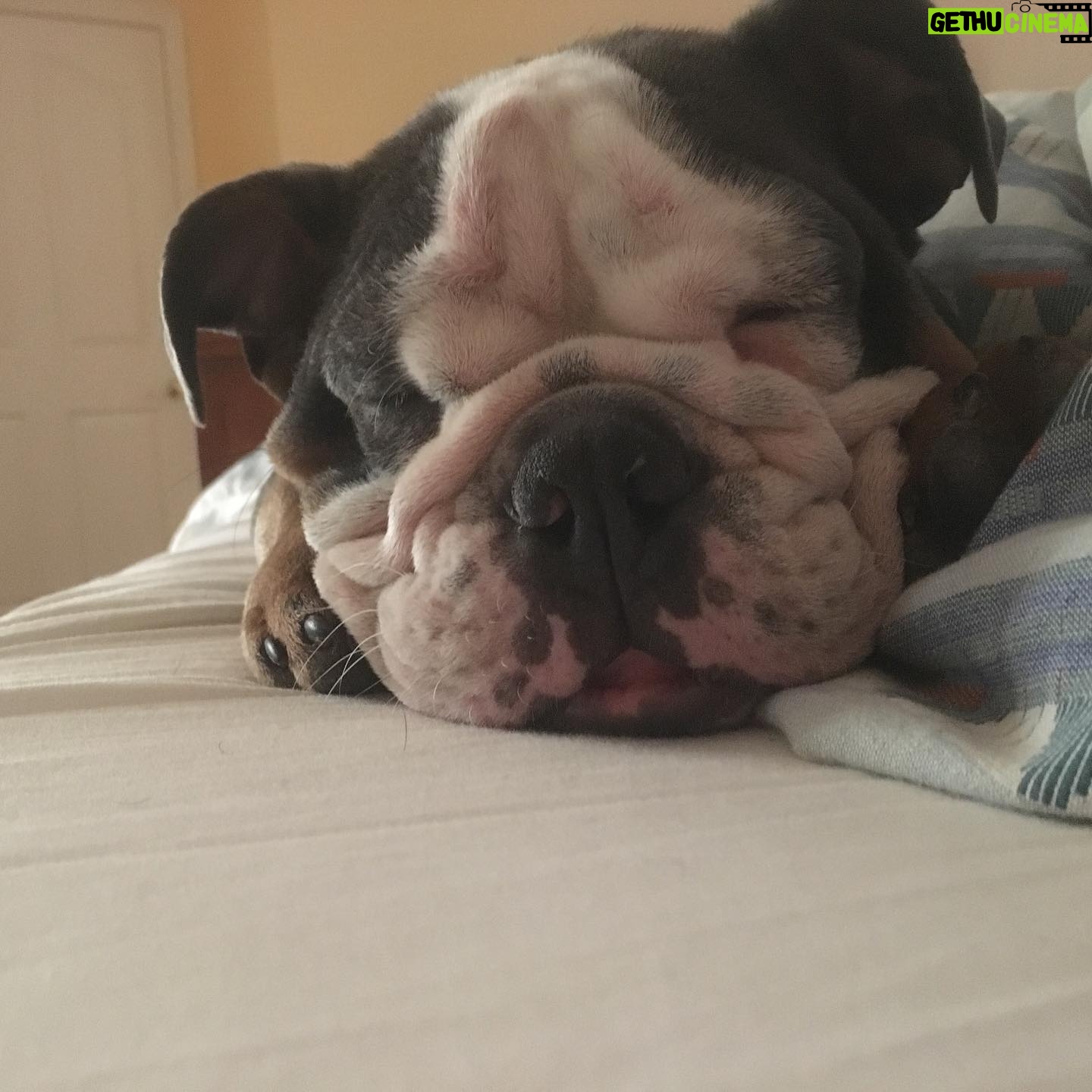 Renee Paquette Instagram - Blue is 8 today!!!! I love this big fat stinky farty demanding moody emotional boy so much! Cake when we get home!