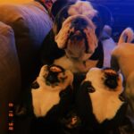 Renee Paquette Instagram - Blue is 8 today!!!! I love this big fat stinky farty demanding moody emotional boy so much! Cake when we get home!
