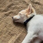 Revathi Pillai Instagram - I was 🤏🏻 close to stealing him from @aayushjaiin