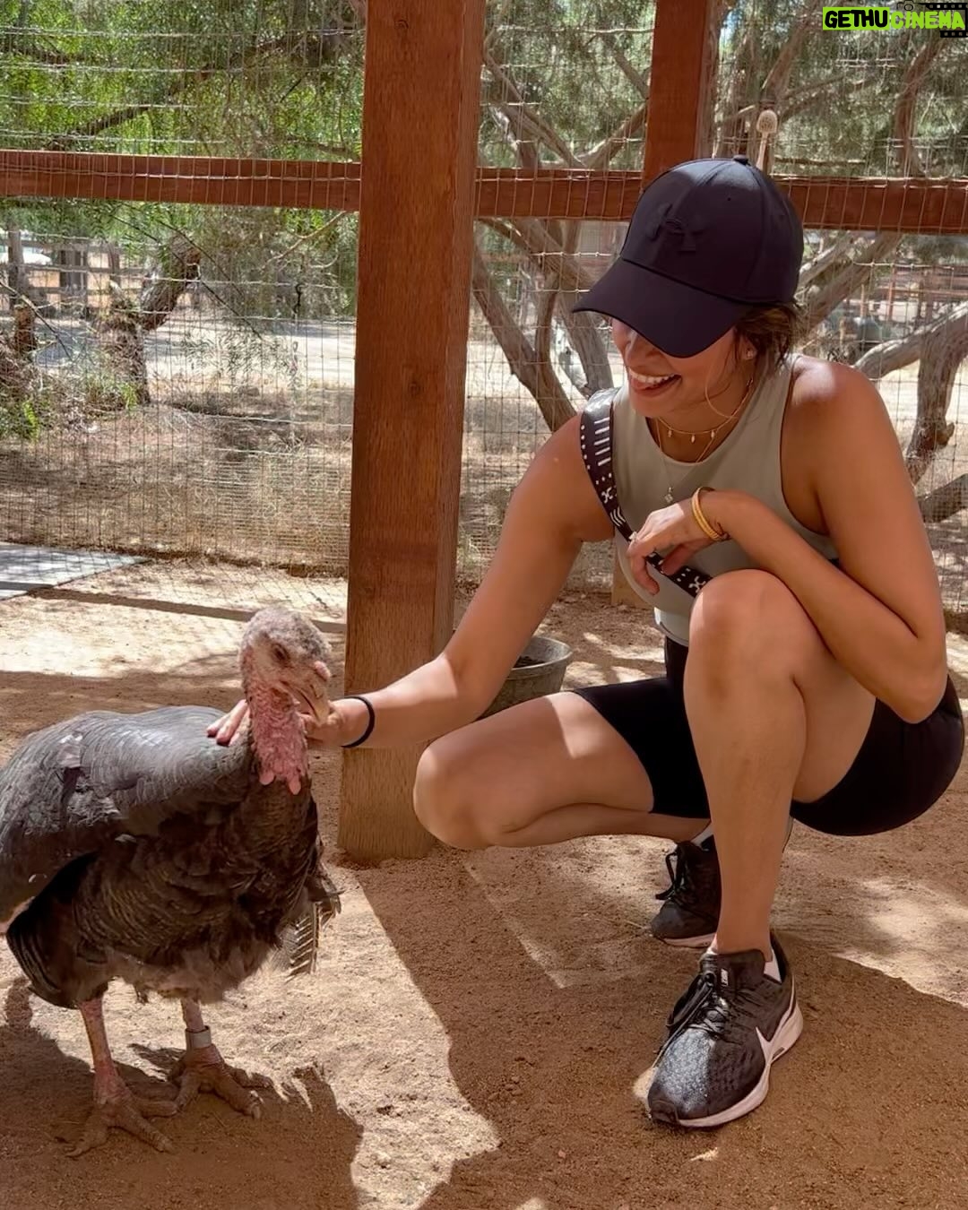 Richa Shukla Moorjani Instagram - It’s unfathomable to me that a certain privileged few of us get to spend a warm holiday in our homes surrounded by loved ones, as a Nightmare continues to unfold elsewhere. While we grapple with the unspeakable suffering and pain happening in the world today, I'm dropping this post here for the US context on Thanksgiving day, where I believe our domestic treatment of the land and sea very much seeps into our foreign policy. The world circumstances today mandate that while we use our voices and bodies to demand justice, that we also turn our gaze inwards, (when we can), and recognize how unimaginable bloodshed manifests too in our smallest everyday choices, and the way we relate to the environment around us - to the water, the soil, to other life forms. It’s unsurprising that a holiday rooted in indigenous erasure till date is laced with a very modern ritualized cruelty, which is cleverly and systematically invisibilized on a deep level. I’ve learned that turkeys are highly intelligent, emotional, and social beings, with remarkable traits and embodied personalities. Just like our beloved pets at home. I’ve also learned that they are tragically *left completely unprotected by federal regulations before slaughter*, meaning they are not rendered senseless while they are brutally killed. An estimated 46 million of them each year. 💔 “The appalling cruelty endured by turkeys and other animals on industrial farms is an affront to our humanity. …Factory farms house thousands of birds in warehouses and killing them en masse is typically done in the easiest and least costly way possible, with no regard to animal suffering.” - @latimes May today be a chance for those of us privileged enough to be blessed with health and safety to reimagine tradition, and to nurture compassion that we may extend to all beings who are hurting so immensely right now. 🙏🏽 Would you like to Adopt A Turkey with me this year? You can do so through @farmsanctuary which works tirelessly to save the lives of other factory farmed animals too. Please never stop demanding a *permanent* ceasefire. And the safe return of all innocent hostages. Love and light to You. -RM ✨