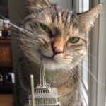 Ricky Gervais Instagram – The cat using the Empire State Building as a tooth pic 😂