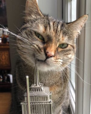 Ricky Gervais Instagram - The cat using the Empire State Building as a tooth pic 😂