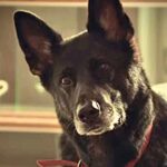Ricky Gervais Instagram - That face! #AfterLife