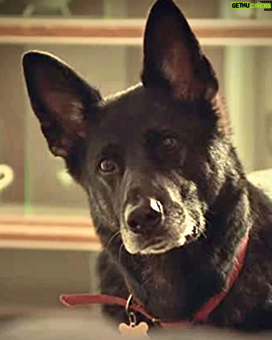 Ricky Gervais Instagram - That face! #AfterLife