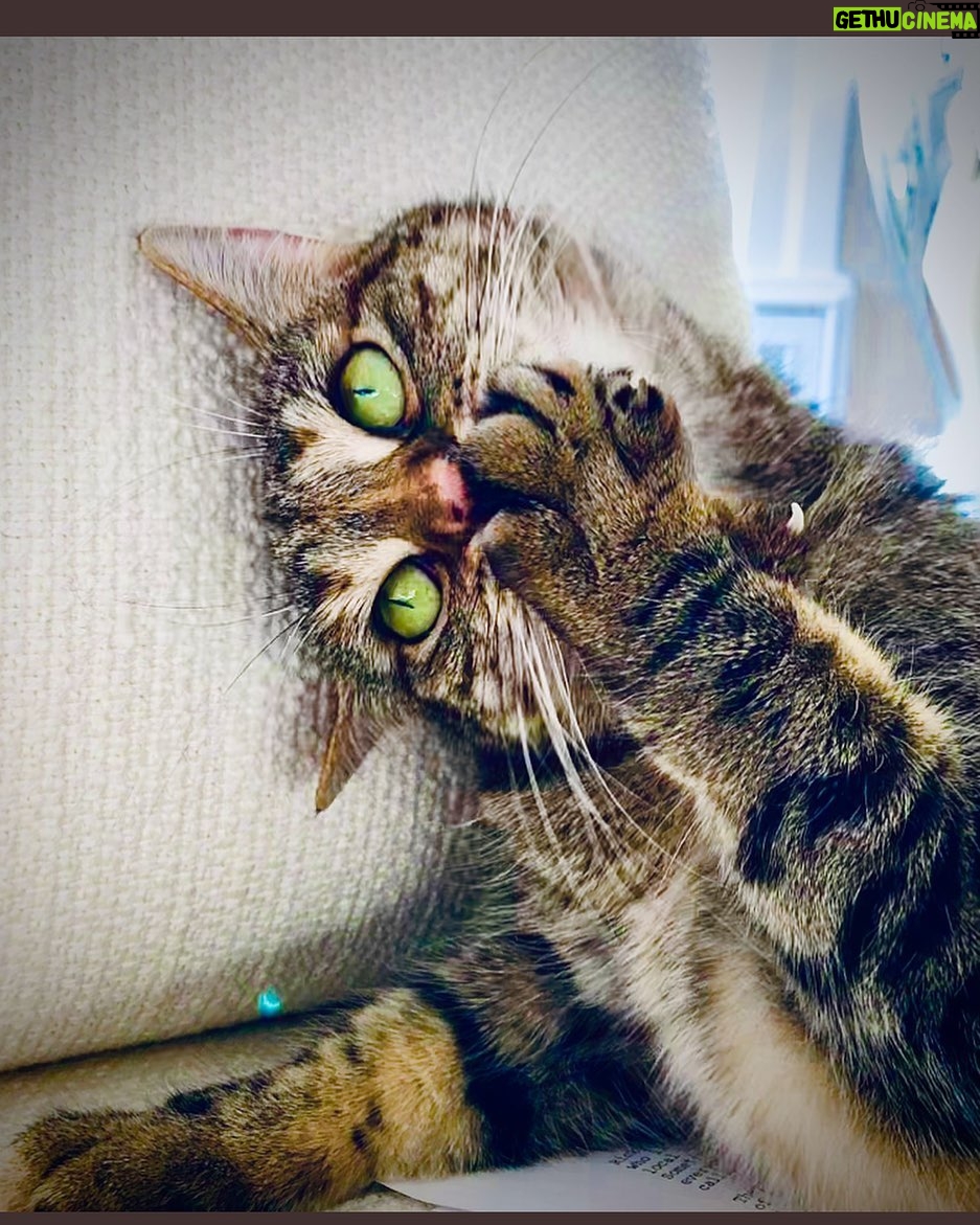 Ricky Gervais Instagram - Happy 1 Year Anniversary of being my cat @PickliciousF ❤️