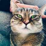 Ricky Gervais Instagram – My beautiful cat ❤️