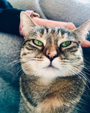 Ricky Gervais Instagram - My beautiful cat ❤️