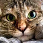 Ricky Gervais Instagram – Look at my stupid, lovely cat ❤️
