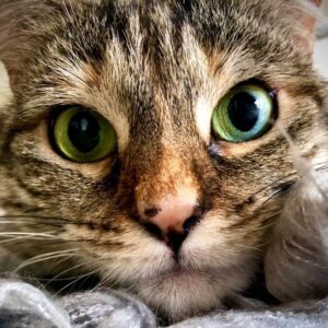 Ricky Gervais Instagram - Look at my stupid, lovely cat ❤️