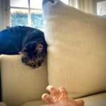 Ricky Gervais Instagram – Cat vs Hand