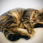 Ricky Gervais Instagram - 3 billion years of evolution eventually produced the perfect furry sleeping machine ❤️