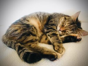 Ricky Gervais Instagram - 3 billion years of evolution eventually produced the perfect furry sleeping machine ❤️