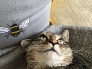 Ricky Gervais Instagram - The cat found my crack pipe 😂