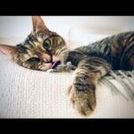 Ricky Gervais Instagram - Too much catnip 😂