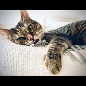 Ricky Gervais Instagram - Too much catnip 😂