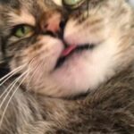 Ricky Gervais Instagram – The cat found my crack pipe again.