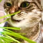 Ricky Gervais Instagram - “Grrrrrr…ima tiger in the jungle”