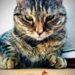 Ricky Gervais Instagram – Pickle has a little beetle friend ❤️
