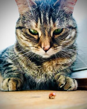 Ricky Gervais Instagram - Pickle has a little beetle friend ❤️