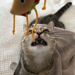 Ricky Gervais Instagram – PAWS!