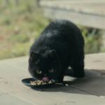 Riho Yoshioka Instagram - Netflix公式さんが撮ったハンゾウ(じじ)が可愛すぎる。 🐈‍⬛抱っこしたい。 #Netflix #忍びの家