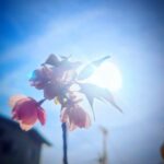 Riho Yoshioka Instagram - 🌸 春ですね。 私を名乗る偽物のアカウントからフォローされて DMが来たと友達から連絡がありましたので 注意喚起です🐱 私のアカウントはこちらのインスタのみで Xもしておりませんので皆様お気をつけ下さいませ。