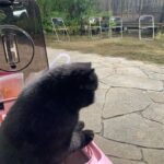 Riho Yoshioka Instagram - "忍びの家 HOUSE OF NINJAS" 忍者猫🐈‍⬛ 抜き足差し足上手です。 暗闇に紛れます。 人間を油断させます。 2月15日よりNetflix独占配信🥷 黒猫かわいいですよね。 この子はまた特別可愛かったです。 実家にも昔、おいでーと言うと走って抱きついてきてくれる黒猫がおりました。
