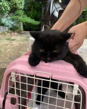 Riho Yoshioka Instagram - "忍びの家 HOUSE OF NINJAS"

忍者猫🐈‍⬛
抜き足差し足上手です。
暗闇に紛れます。
人間を油断させます。

2月15日よりNetflix独占配信🥷

黒猫かわいいですよね。
この子はまた特別可愛かったです。
実家にも昔、おいでーと言うと走って抱きついてきてくれる黒猫がおりました。