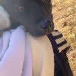 Riho Yoshioka Instagram - デビューの日。 本番ギリギリまでしっかり抱っこ。 用意、スタート！の掛け声と同時にお母さんのこと見てた。1カットずつちょっとずつ不安を克服してた。頑張ってた。偉かった🐕