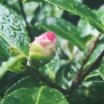 Riho Yoshioka Instagram – この度、
京都映画賞名誉会員に就任しました🌿

「日本映画発祥の地・京都」の映画文化の更なる振興や持続可能な担い手の育成、国際文化観光都市としての魅力発信に寄与するため「京都映画賞」は創設されました。

多くの方に京都所縁の作品鑑賞や映画館へ足を運ぶ機会を考え、京都の映画文化を盛り上げていくために活動していきます。

大好きだった地元の映画館、京都みなみ会館が閉館したりと寂しいニュースもありましたが、こうして盛り上げていける機会は様々なところにあると信じて自分に出来ることを模索していけたらなと思っています。

京都に移住した友人からの写真が素敵だったので載せます🪷実家でゆっくり過ごしたいな…

#京都　#映画館
#京都映画賞