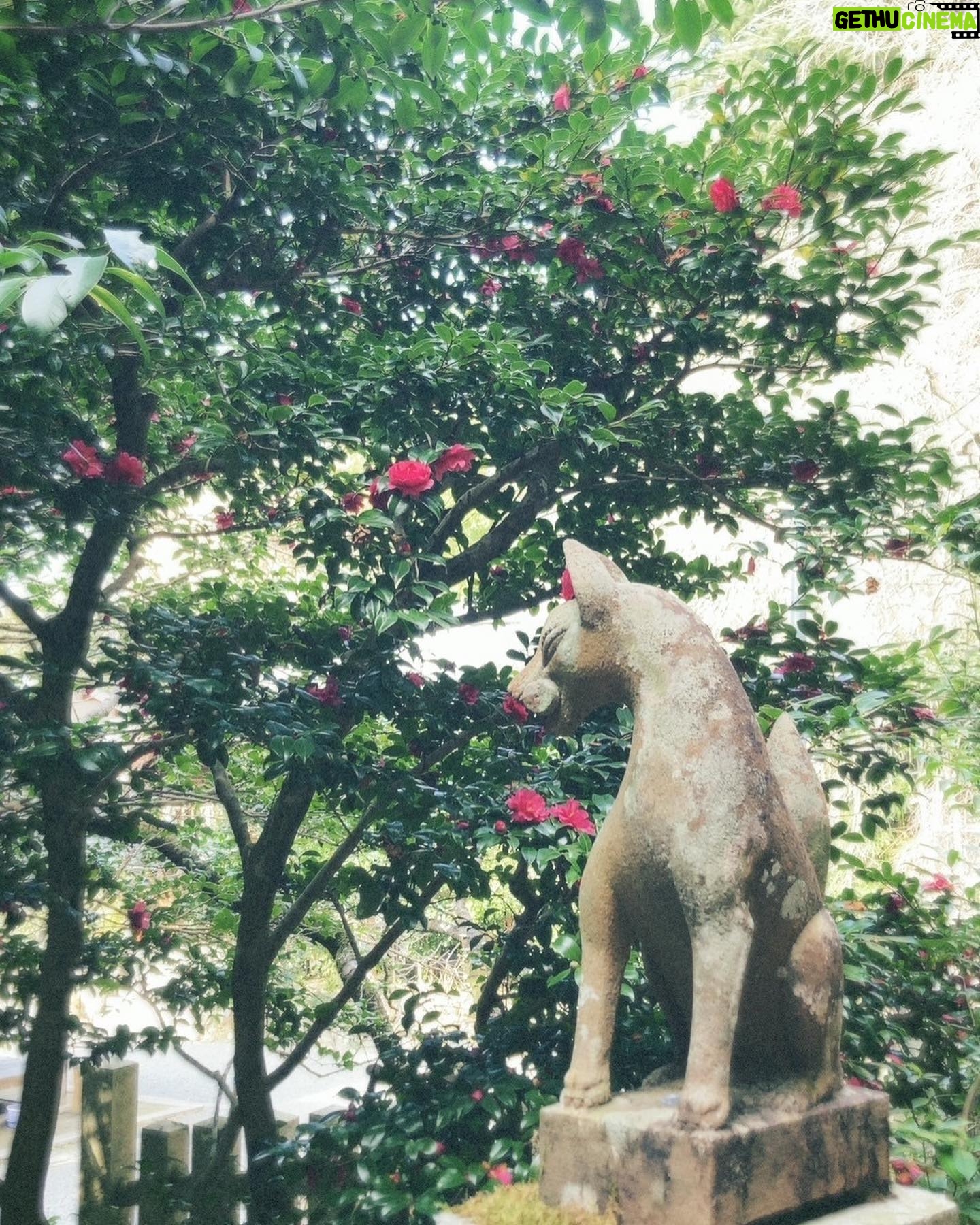 Riho Yoshioka Instagram - この度、 京都映画賞名誉会員に就任しました🌿 「日本映画発祥の地・京都」の映画文化の更なる振興や持続可能な担い手の育成、国際文化観光都市としての魅力発信に寄与するため「京都映画賞」は創設されました。 多くの方に京都所縁の作品鑑賞や映画館へ足を運ぶ機会を考え、京都の映画文化を盛り上げていくために活動していきます。 大好きだった地元の映画館、京都みなみ会館が閉館したりと寂しいニュースもありましたが、こうして盛り上げていける機会は様々なところにあると信じて自分に出来ることを模索していけたらなと思っています。 京都に移住した友人からの写真が素敵だったので載せます🪷実家でゆっくり過ごしたいな… #京都 #映画館 #京都映画賞