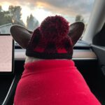 Riley Keough Instagram - A doggie Xmas