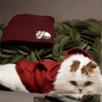 Riley Voelkel Instagram - The “Catvamp” Beanie ⁣⁣ Drops tomorrow 6pm PST online (link in bio) and at the @epiccons #IWFF convention! @merchbyblankclo #blankclo #rileyvoelkel #merchdrop #alwaysandforever ⁣#QuentinMeowantino Shot by @mike.c.robertson