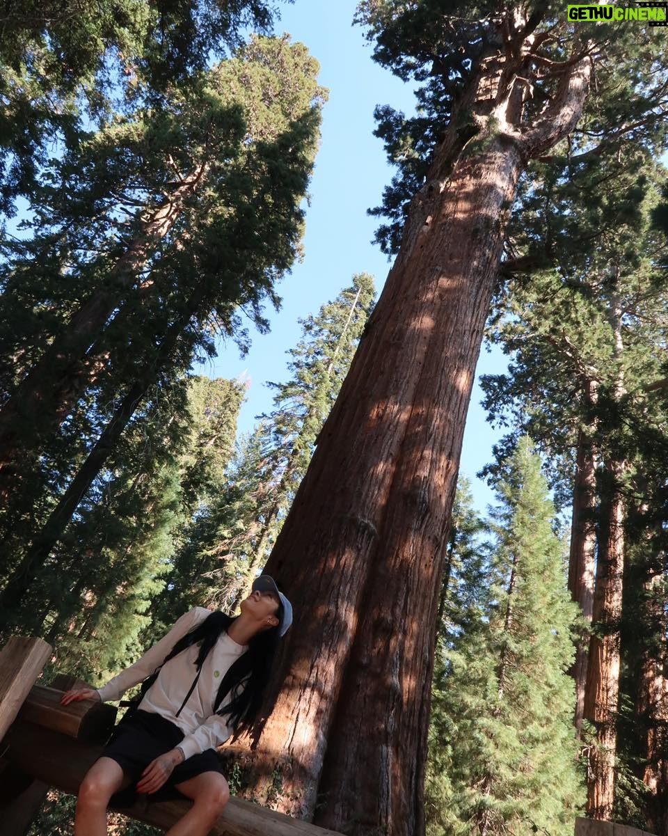 Rina Sawayama Instagram - Yosemite and Sequoia was ðŸ˜ðŸ˜ðŸ˜ðŸ˜