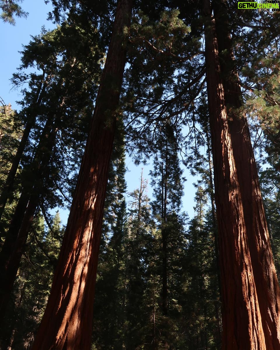 Rina Sawayama Instagram - Yosemite and Sequoia was ðŸ˜ðŸ˜ðŸ˜ðŸ˜