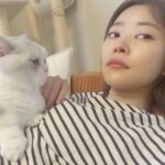 Rino Sashihara Instagram - そういえば家に新しいソファが届きました。勘太郎は新しいソファが怖くて近寄れない様子でしたが、もう一匹の五郎はもうこんな顔して寝てました。性格出るよね〜。 そしてかれこれ20分くらいこの体勢です。重いです。かわいいです。手をグーにして、撫でないよー！といじわるすると顔をグリグリするつけて来てかわいいーーー！！のです。（動画です。）