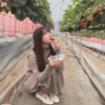 Risa Yukihira Instagram - 🍓🍓🍓