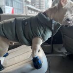 Ritu Arya Instagram – Douglas is ready for spring in Toronto!