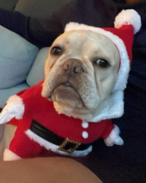 Ritu Arya Instagram - Thanks @the3rd.act and @perrycurties ! Next time let’s get douglas in there too … santa outfit and all