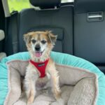 Robin Roberts Instagram – @lil_man_lukas sending you good energy for the weekend. (Though you can’t see it he is belted in from behind..safety first😉)
#fridayfeels ❤️