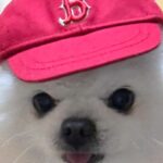 Roh Jeong-eui Instagram - @mlbkorea 오래된 나의 짝사랑이 이루어졌다 🍀🫧 우리.. 오래오래 평생 가요 ㅠㅠㅠㅠㅠㅠㅠㅠ🥹💗
