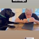 Ron Perlman Instagram - Happy 3rd Birthday to the goofiest, cuddliest, cooliest of them all, Harrington aka Hawwy aka harold, chimmy chunk aka chimkin aka daddy dubs do…